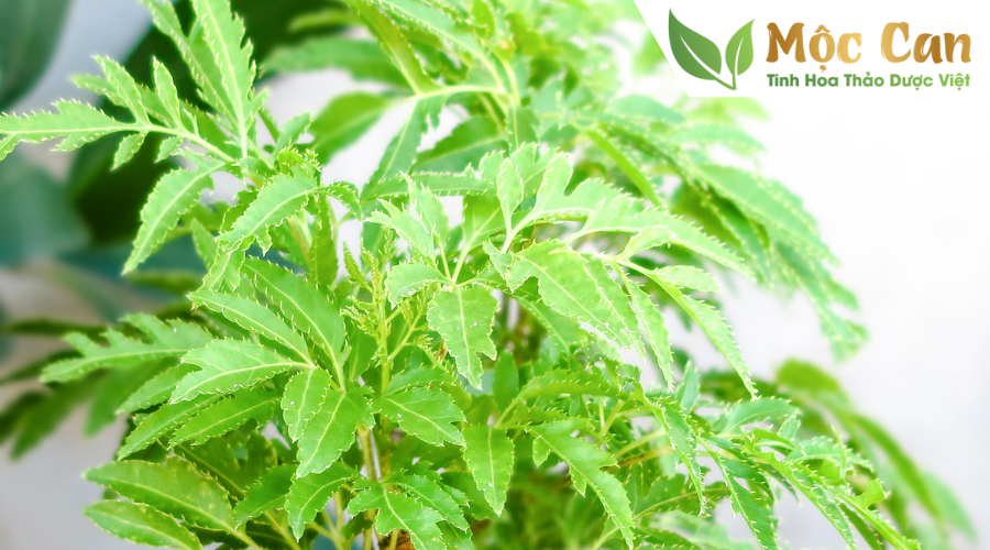 Trà đinh lăng - uống nhiều có tốt không? 1